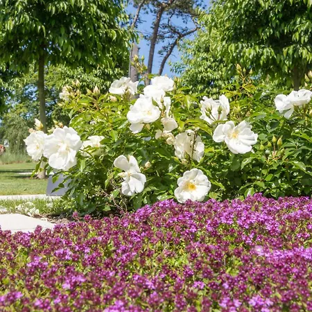 Apartment Schmidt - Strandhaus Direkt Am Mit Sauna, Sport Und Duenengarten Iii